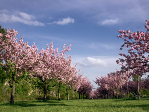 Blossoming almond trees in a green area Blossoming almond trees in a green area
